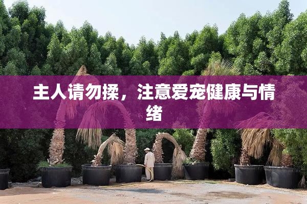 主人请勿揉，注意爱宠健康与情绪