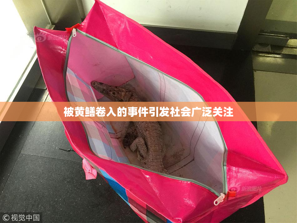 被黄鳝卷入的事件引发社会广泛关注