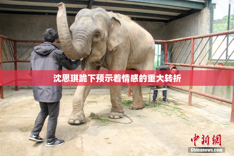 沈思琪跪下预示着情感的重大转折
