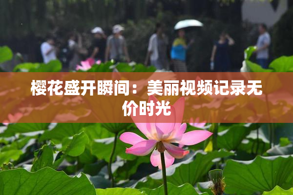 樱花盛开瞬间：美丽视频记录无价时光