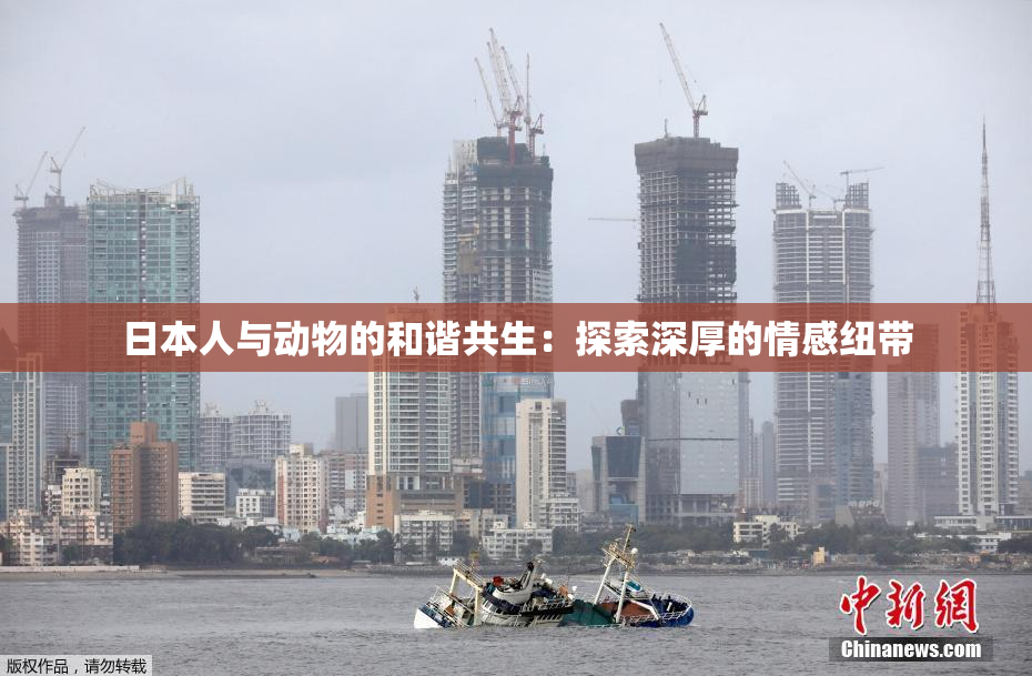 日本人与动物的和谐共生：探索深厚的情感纽带