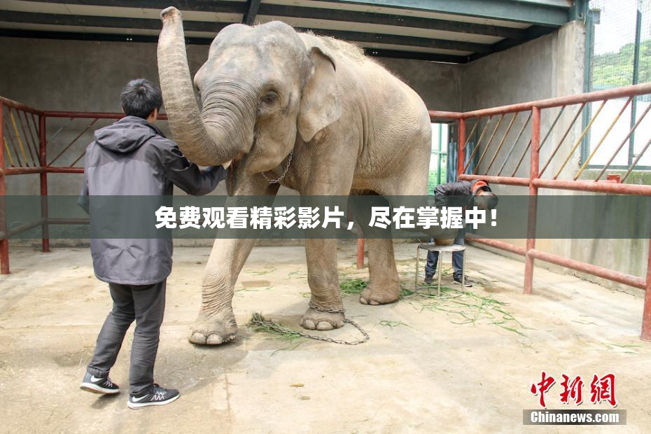 免费观看精彩影片，尽在掌握中！