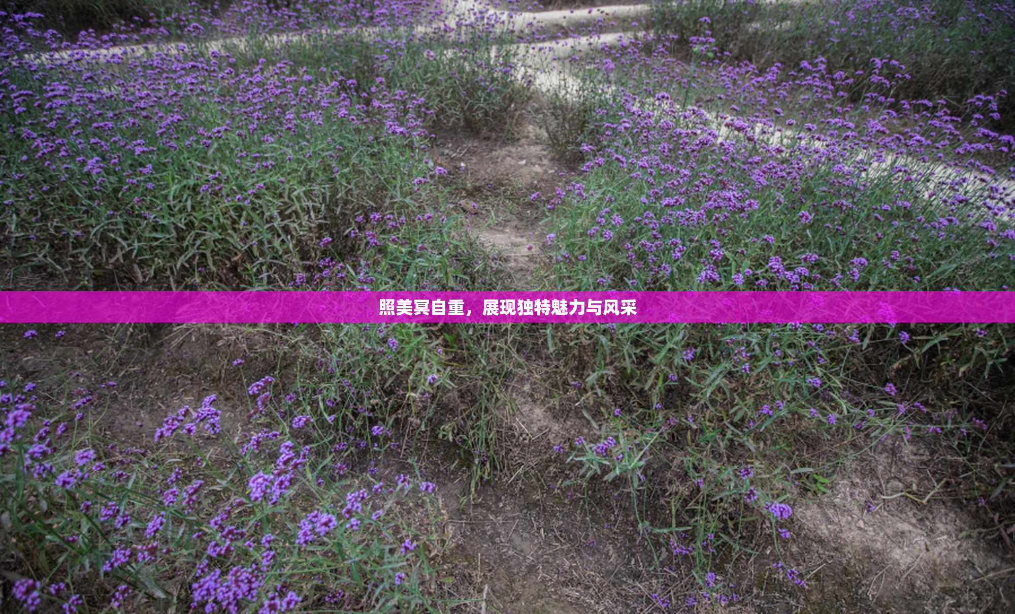 照美冥自重，展现独特魅力与风采