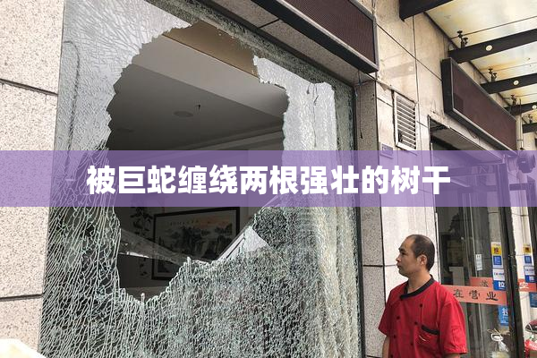 被巨蛇缠绕两根强壮的树干