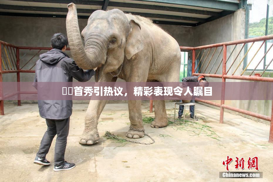 妺妺首秀引热议，精彩表现令人瞩目