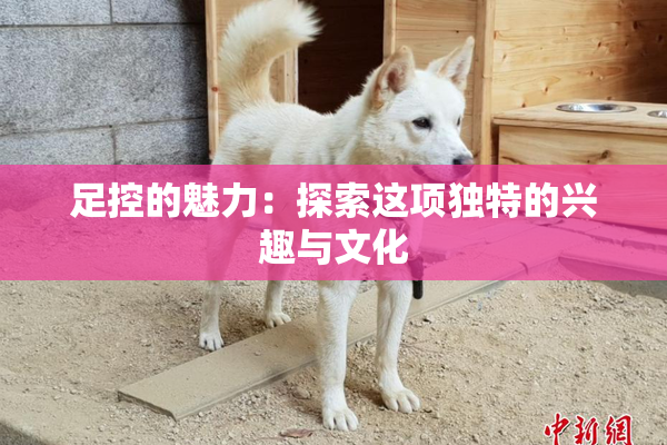 足控的魅力：探索这项独特的兴趣与文化