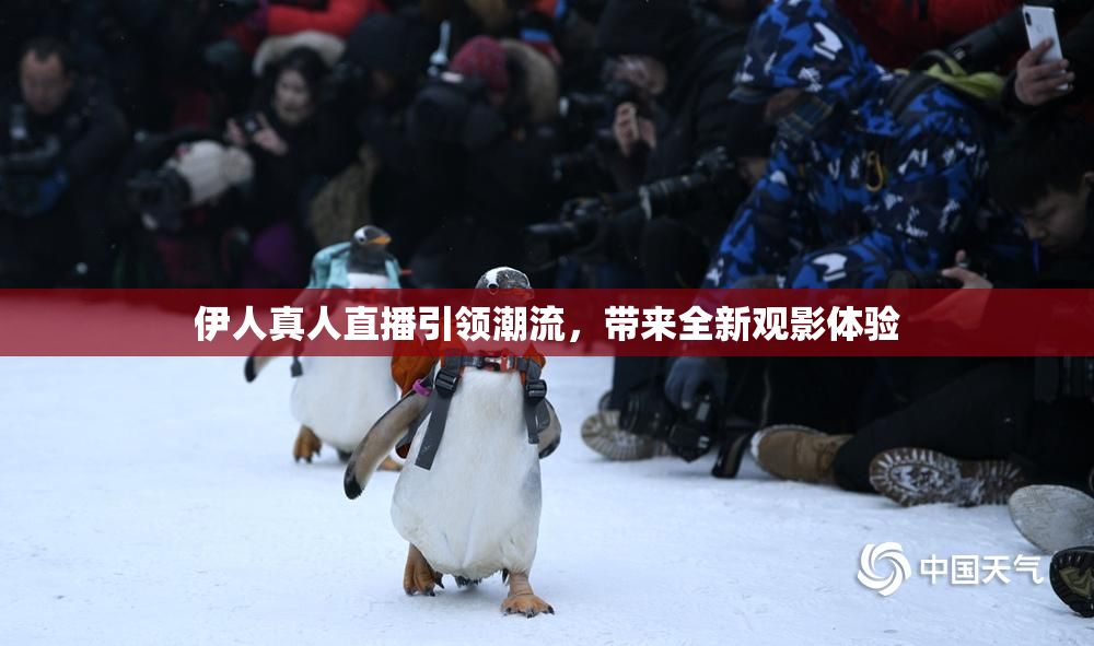 伊人真人直播引领潮流，带来全新观影体验