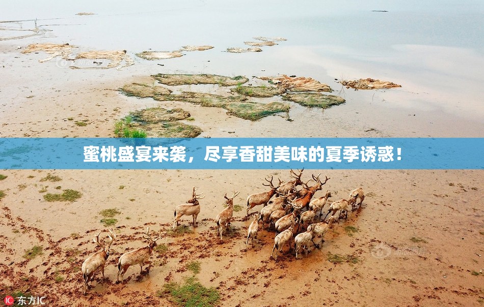 蜜桃盛宴来袭，尽享香甜美味的夏季诱惑！