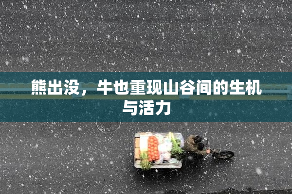 熊出没，牛也重现山谷间的生机与活力