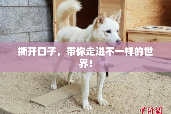 撕开口子，带你走进不一样的世界！