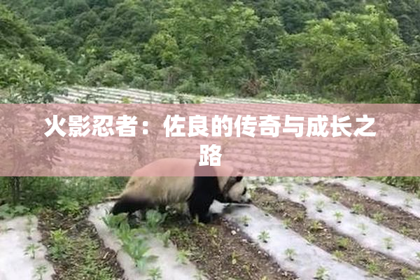 火影忍者：佐良的传奇与成长之路
