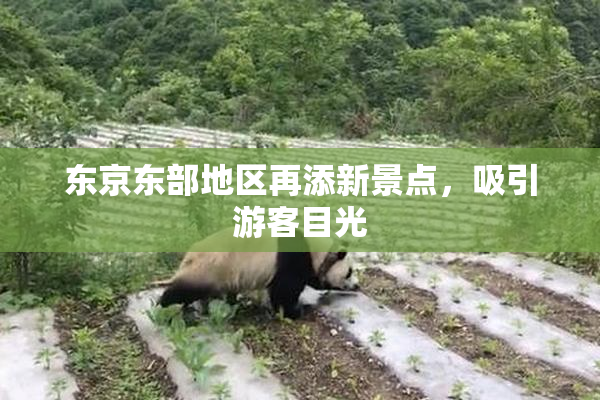 东京东部地区再添新景点，吸引游客目光