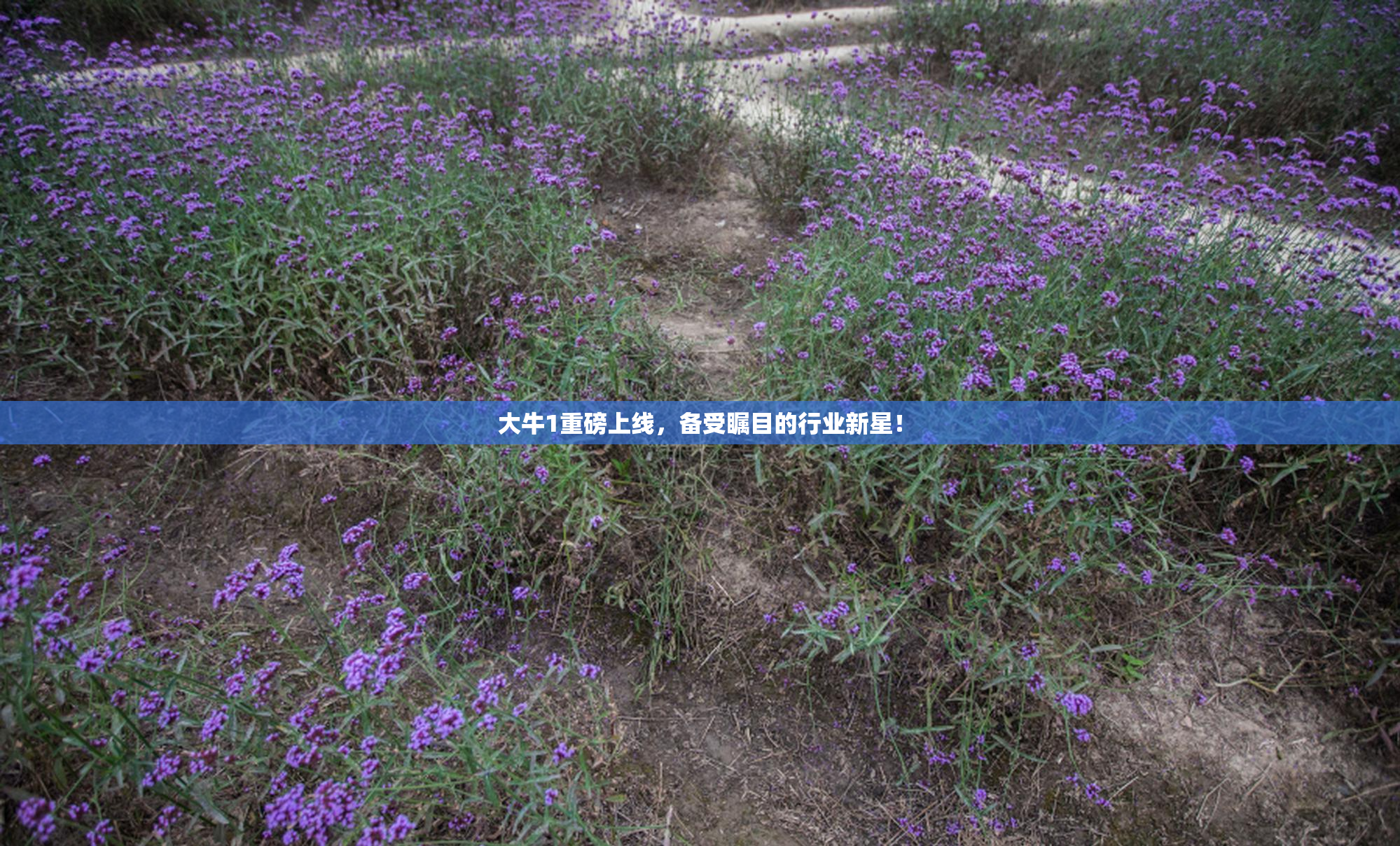 大牛1重磅上线，备受瞩目的行业新星！