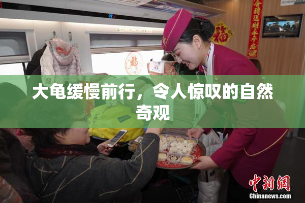 大龟缓慢前行，令人惊叹的自然奇观