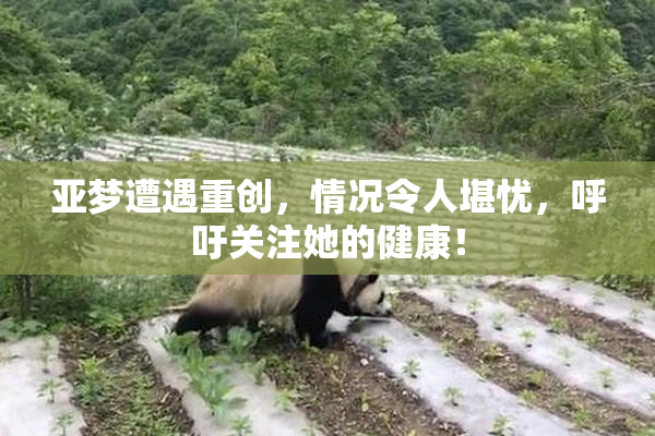 亚梦遭遇重创，情况令人堪忧，呼吁关注她的健康！