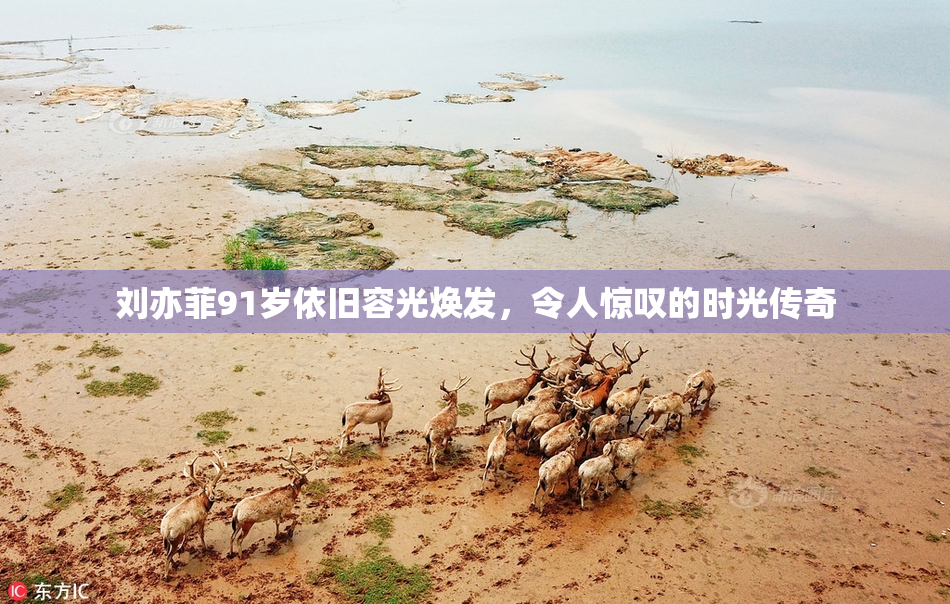 刘亦菲91岁依旧容光焕发，令人惊叹的时光传奇