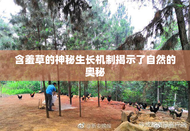 含羞草的神秘生长机制揭示了自然的奥秘