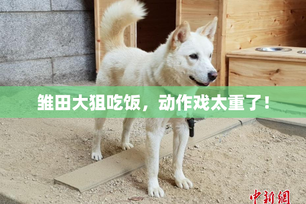 雏田大狙吃饭，动作戏太重了！