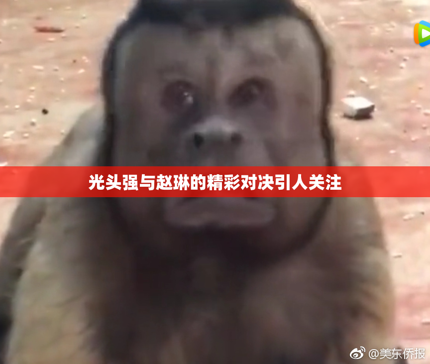 光头强与赵琳的精彩对决引人关注