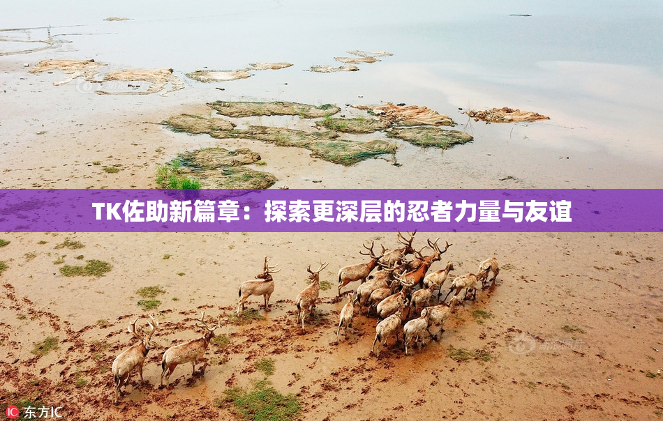 TK佐助新篇章：探索更深层的忍者力量与友谊