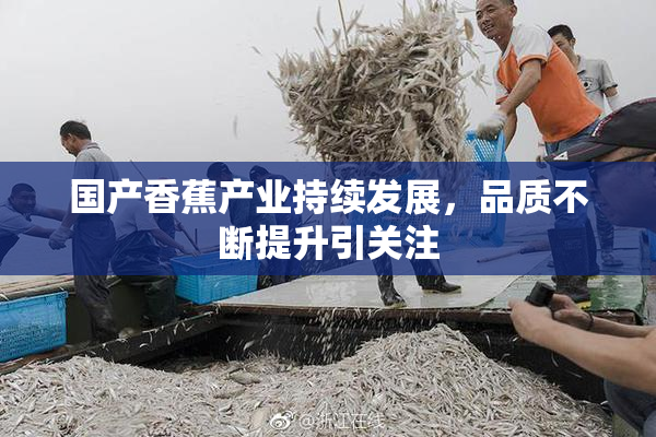 国产香蕉产业持续发展，品质不断提升引关注