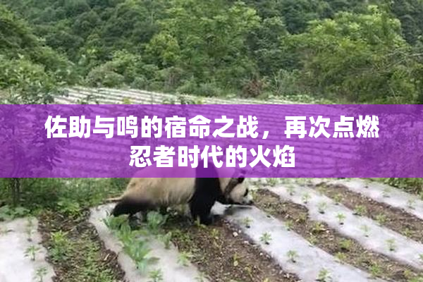 佐助与鸣的宿命之战，再次点燃忍者时代的火焰