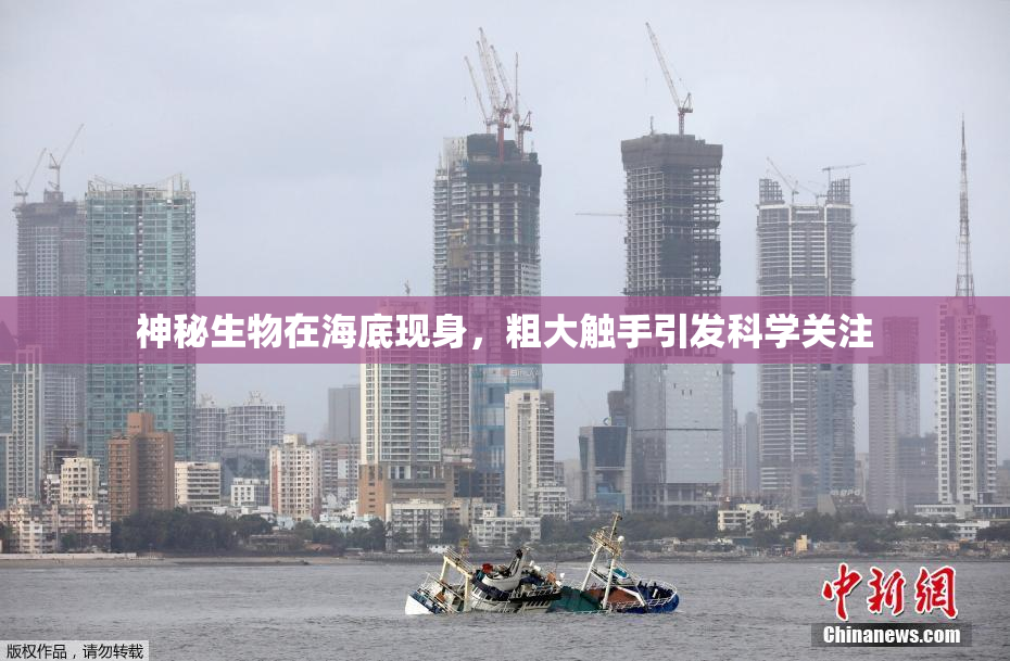 神秘生物在海底现身，粗大触手引发科学关注
