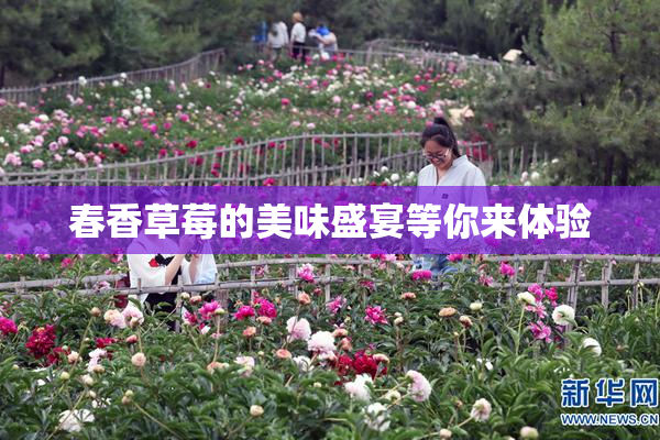 春香草莓的美味盛宴等你来体验