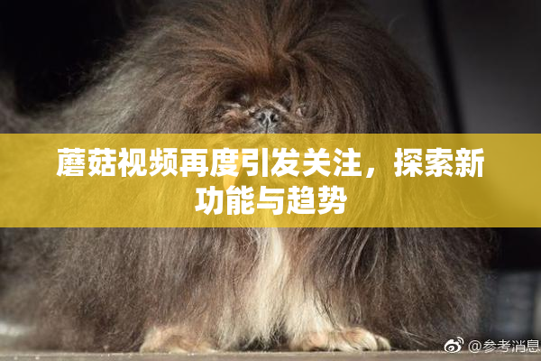 蘑菇视频再度引发关注，探索新功能与趋势