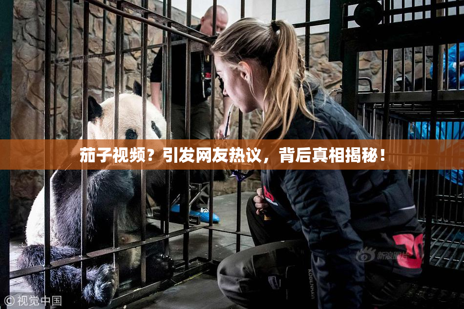 茄子视频？引发网友热议，背后真相揭秘！