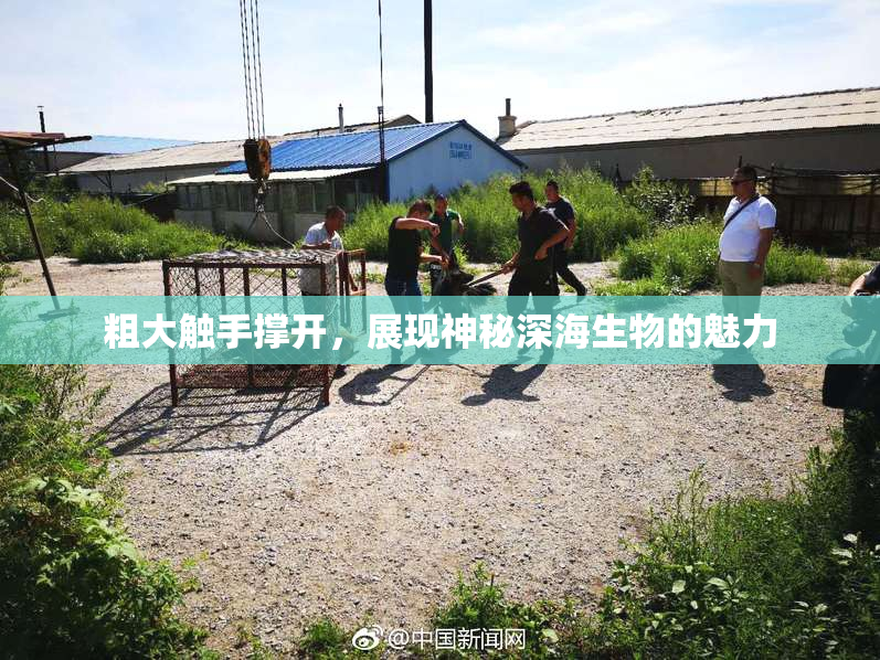 粗大触手撑开，展现神秘深海生物的魅力