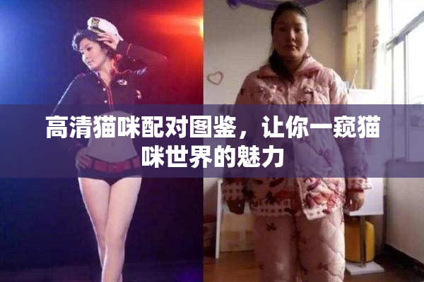 高清猫咪配对图鉴，让你一窥猫咪世界的魅力