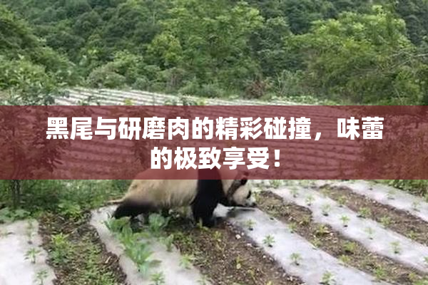 黑尾与研磨肉的精彩碰撞，味蕾的极致享受！