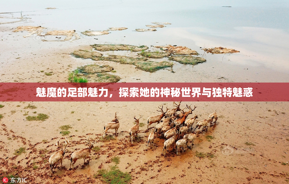 魅魔的足部魅力，探索她的神秘世界与独特魅惑