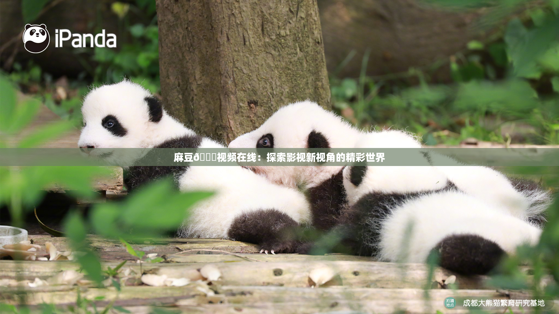 麻豆🔞视频在线：探索影视新视角的精彩世界