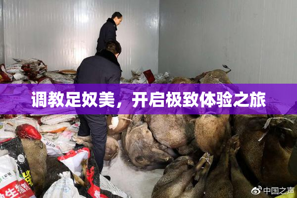 调教足奴美，开启极致体验之旅