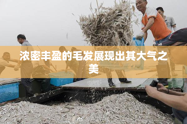 浓密丰盈的毛发展现出其大气之美