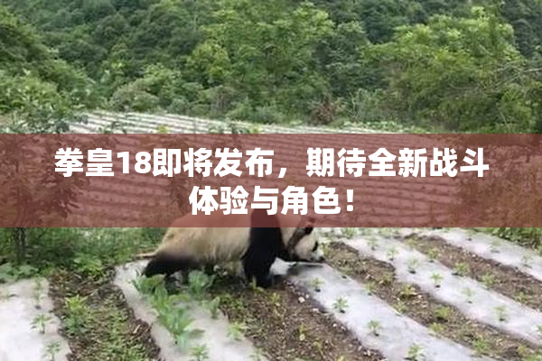 拳皇18即将发布，期待全新战斗体验与角色！