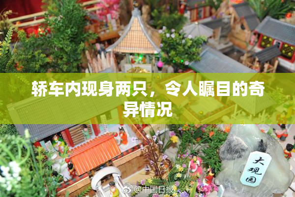 轿车内现身两只，令人瞩目的奇异情况
