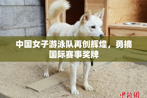 中国女子游泳队再创辉煌，勇摘国际赛事奖牌