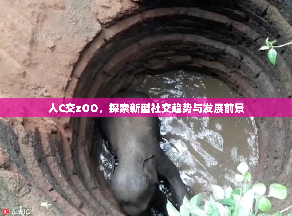 人C交zOO，探索新型社交趋势与发展前景