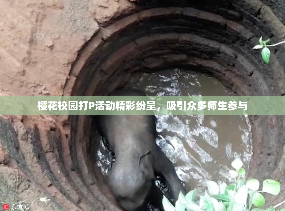 樱花校园打P活动精彩纷呈，吸引众多师生参与