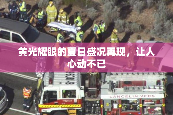 黄光耀眼的夏日盛况再现，让人心动不已