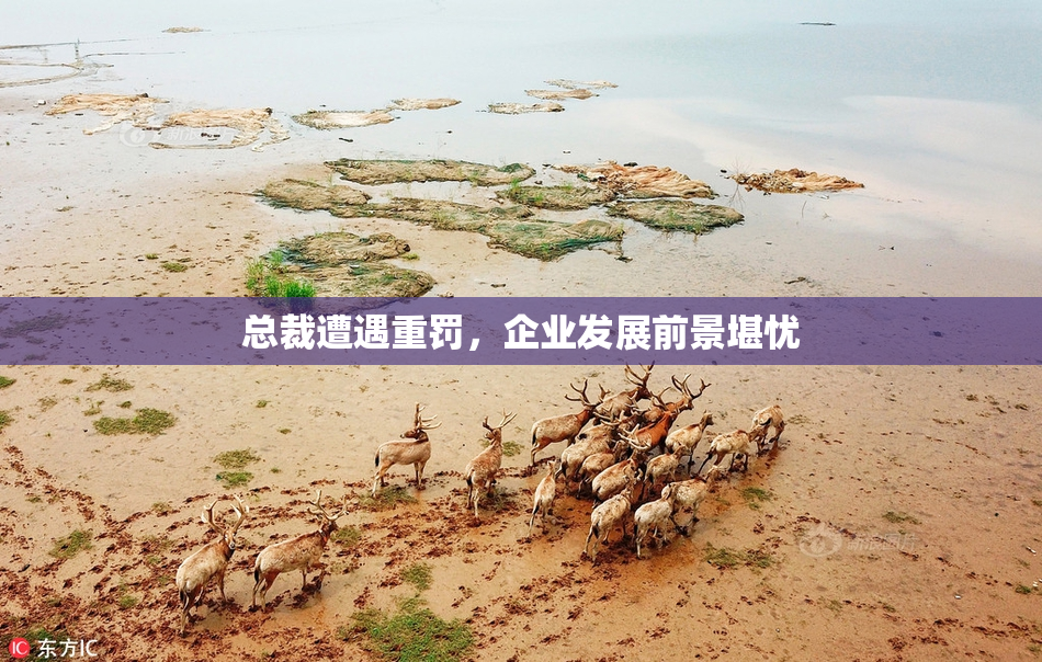 总裁遭遇重罚，企业发展前景堪忧