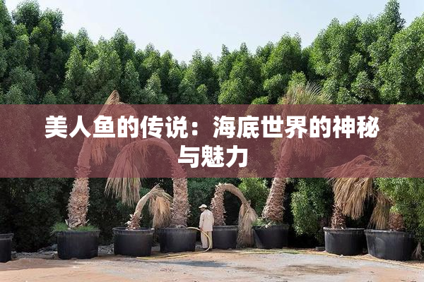 美人鱼的传说：海底世界的神秘与魅力