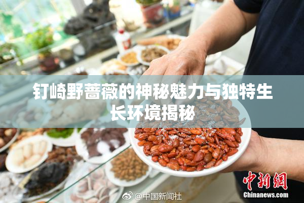 钉崎野蔷薇的神秘魅力与独特生长环境揭秘