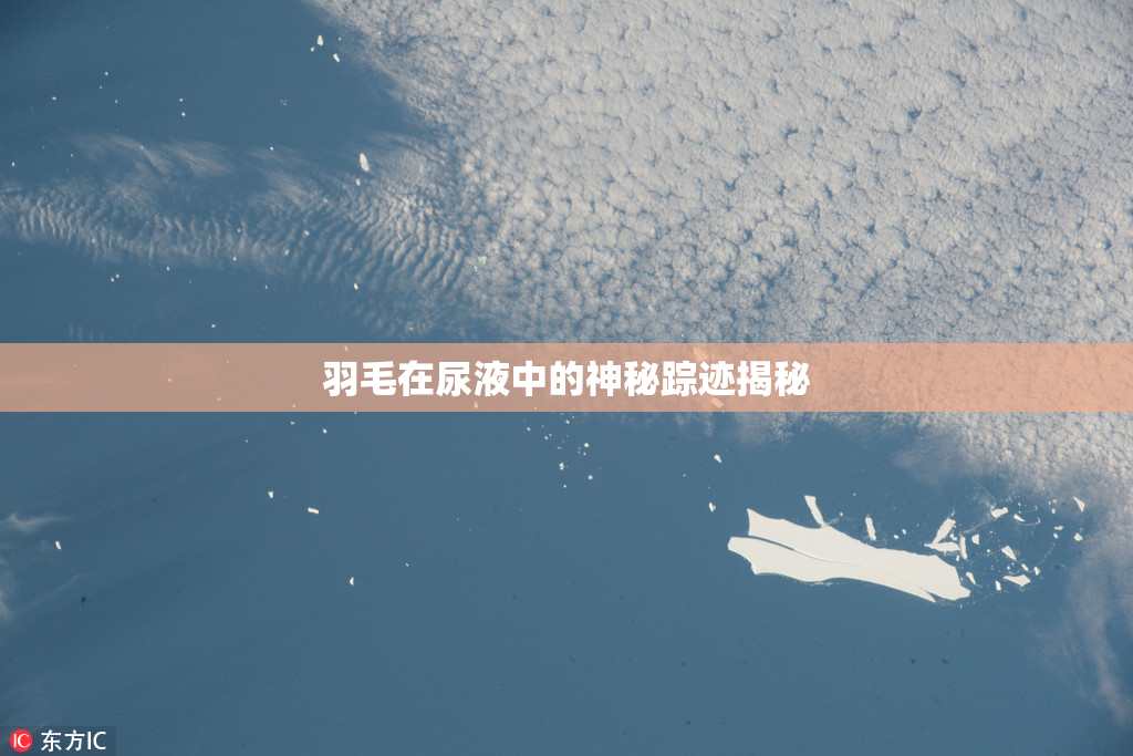 羽毛在尿液中的神秘踪迹揭秘