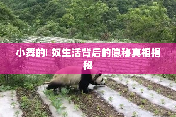小舞的婬奴生活背后的隐秘真相揭秘