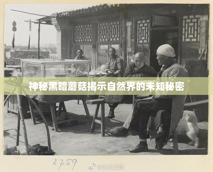 神秘黑暗蘑菇揭示自然界的未知秘密