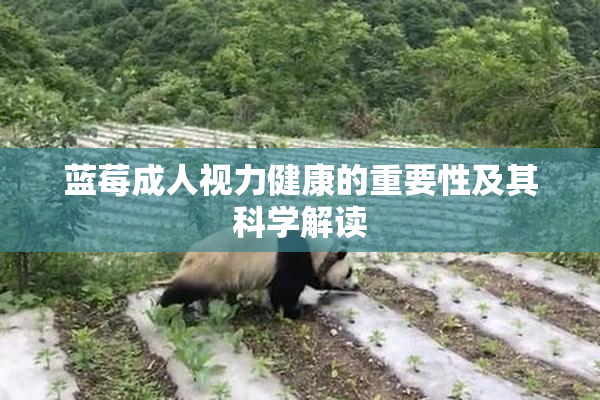 蓝莓成人视力健康的重要性及其科学解读